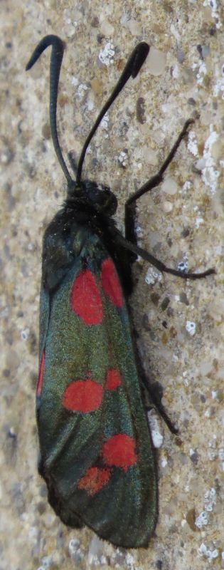 Zigene siciliane - Zygaena (Zygaena) filipendulae